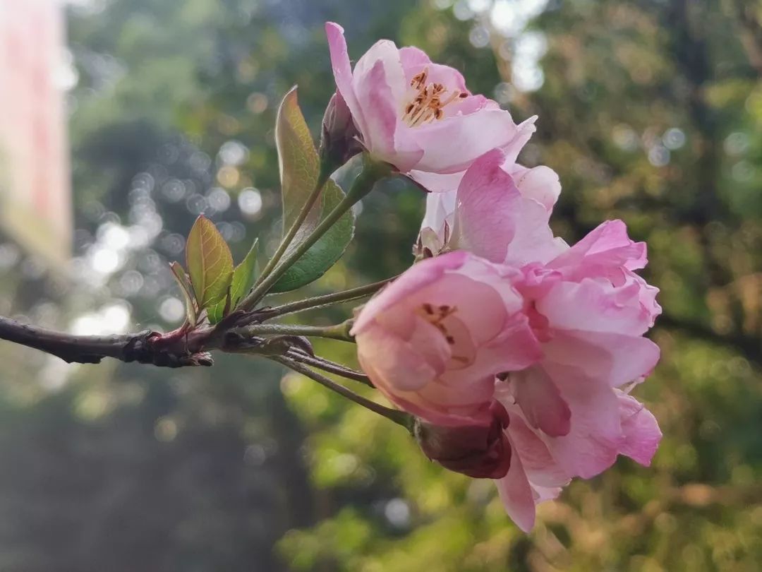 大雪节气天气暖 荣昌海棠悄盛开