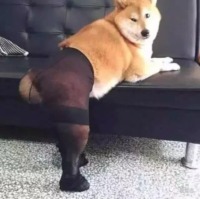 全家人:不!你冷,你必须冷_狗狗