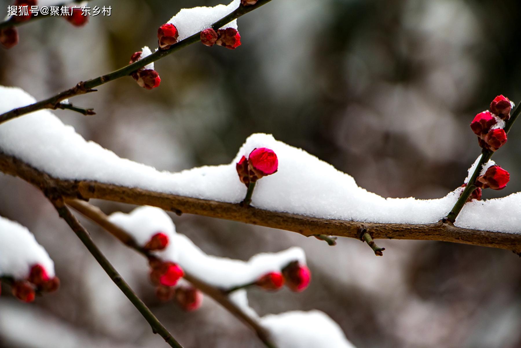 雪梅與詩冬天我要把陽光收集起來