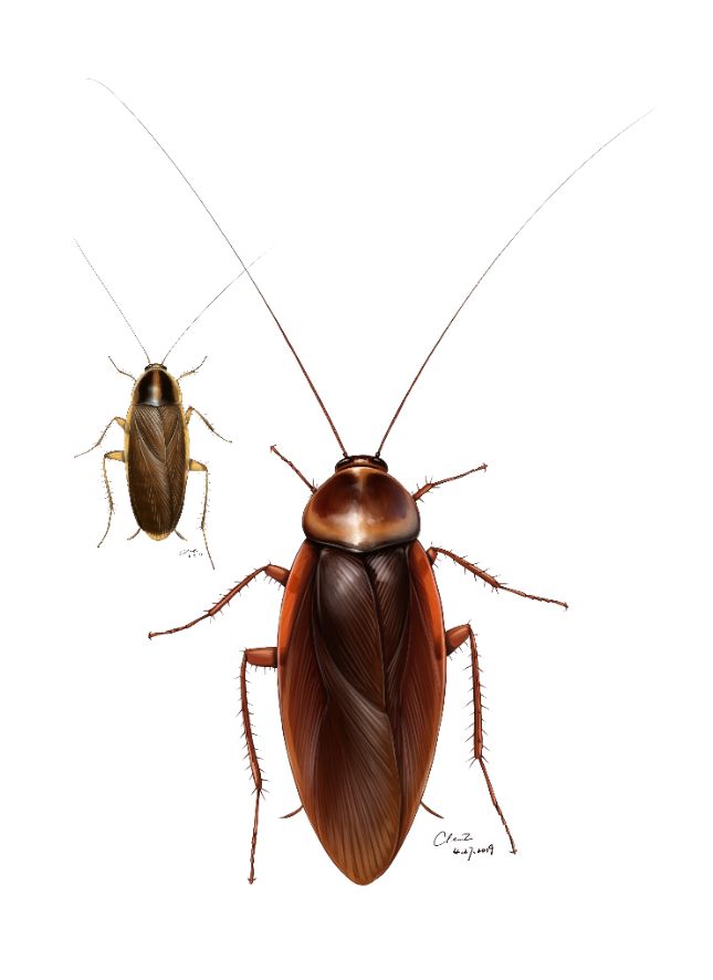 australasiae),黑胸大蠊(p.