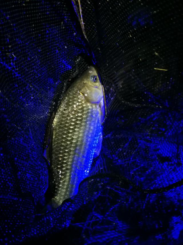 自改微房车游钓中国之仙海湖爆护红尾