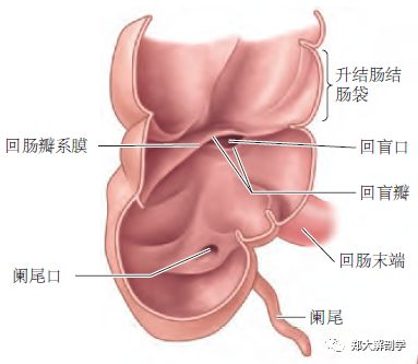 传统的尸解研究发现回盲口上,下两片皱形成回盲瓣