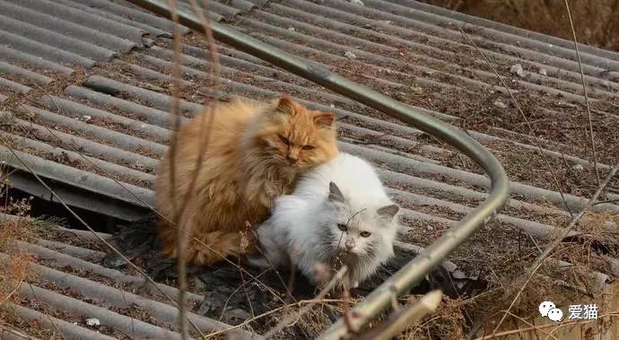 对比和宠物猫的取暖方式,流浪猫的冬天太惨了!