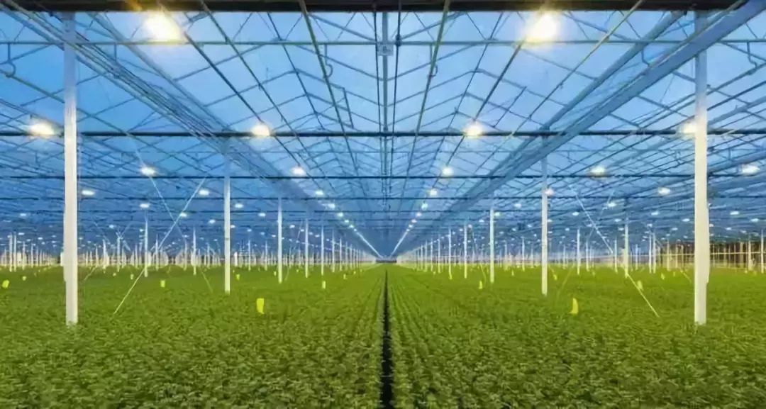 玻璃温室造价分析：构建现代农业新面貌