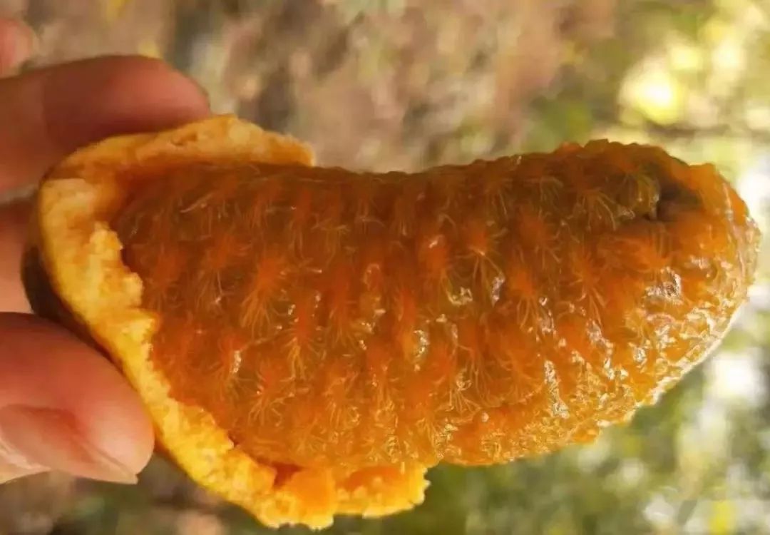 新宁县山里的九月瓜熟了外面卖好贵