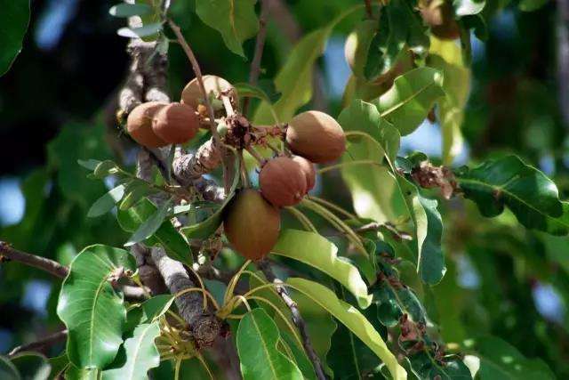 神奇的乳木果油,成了欧美护肤届新贵
