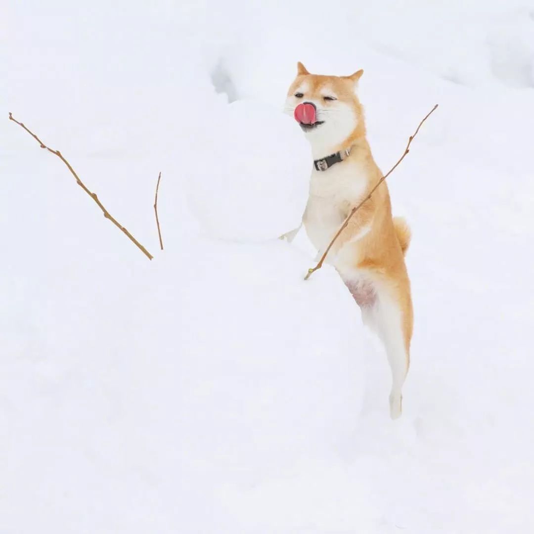 雪地撒欢的柴好开心