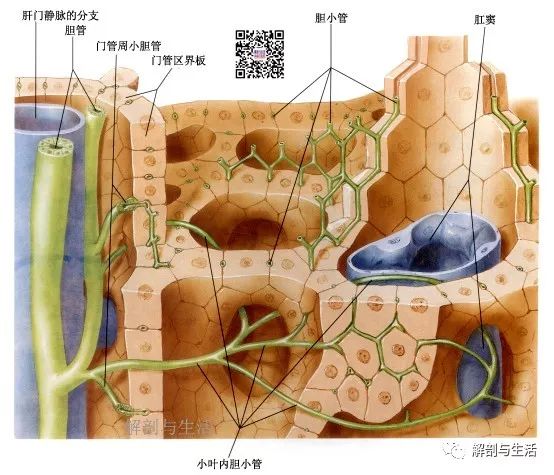 肝索和肝血窦图片图片