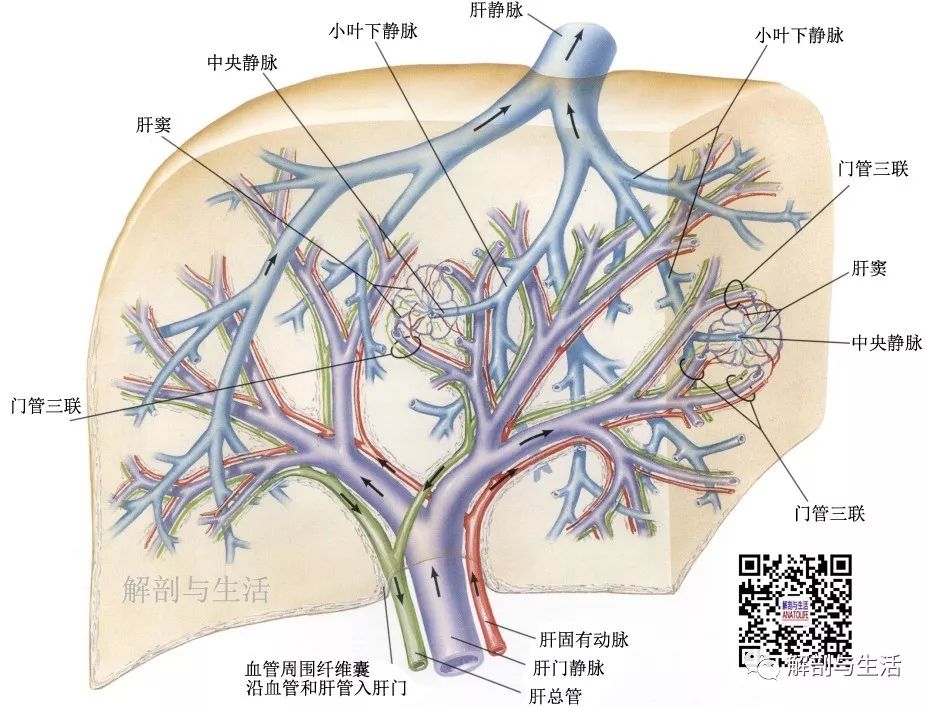 肝的下面观解剖图图片