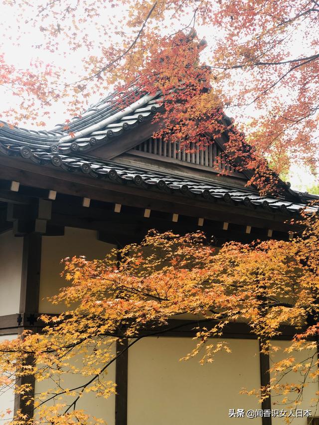 京都长寂光寺赏红叶看多宝塔如果能登上坡就能看多姿多彩的红叶