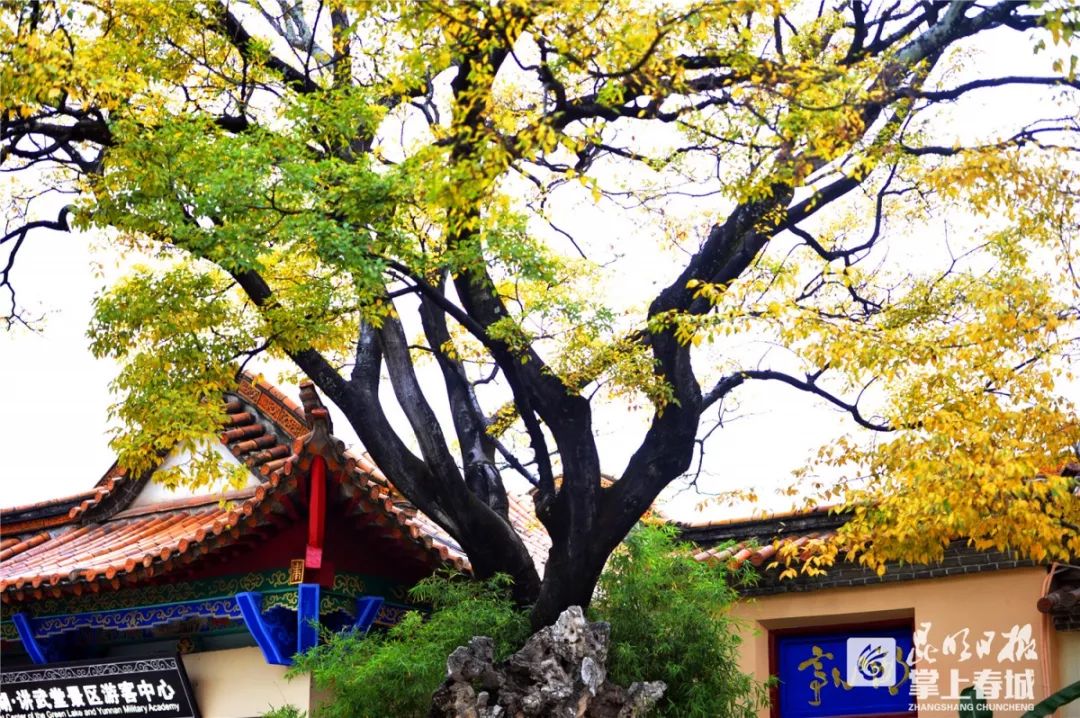 滇朴树如其名,不娇气,十分质朴,像普通的老昆明人一样,让人更有亲近感