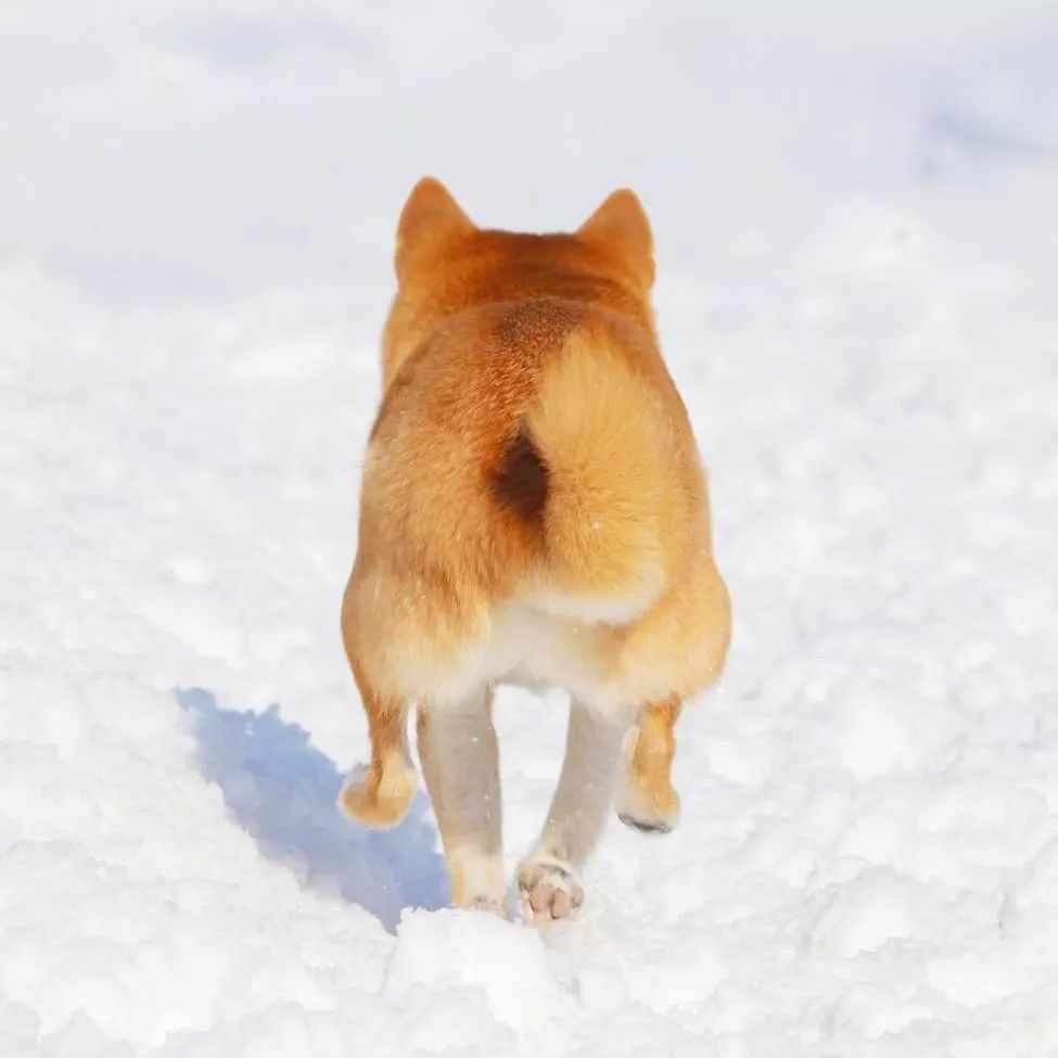 雪地撒欢的柴好开心