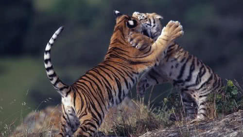 从马戏团里出来的孟加拉虎能够打赢野生的非洲狮吗