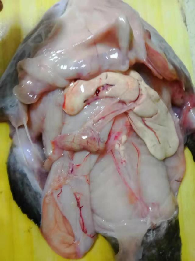 解剖烹制海底渔夫海中鹅肝太美味