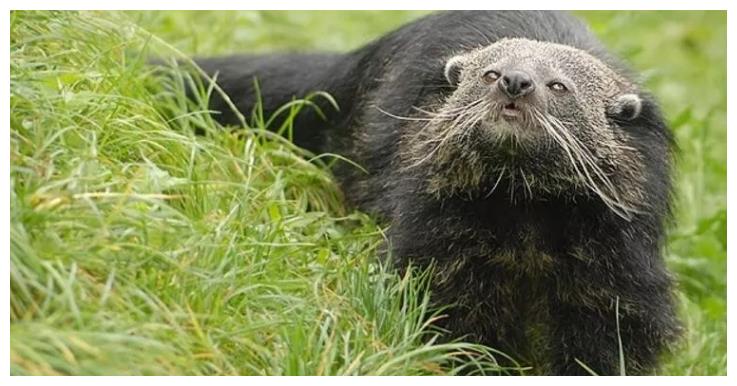 一只像熊又像猫的动物,你知道它的名字吗?来自美丽的西双版纳