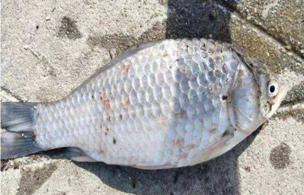 低温时期鱼类多发水霉病减少鱼类体表创伤预防水霉病