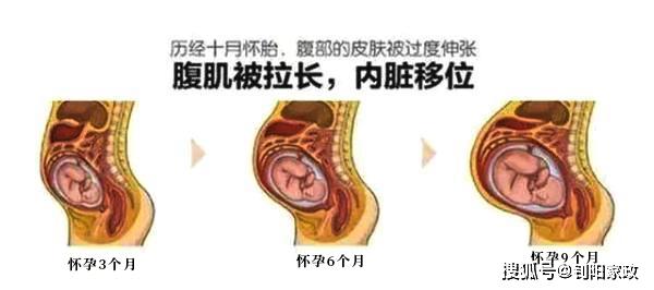 孕妇胃和子宫的位置图图片