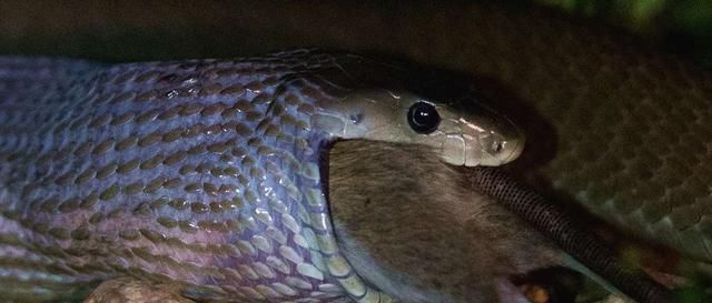 原创黑曼巴猎杀老鼠,耗时一个小时,上演"芭蕾舞"式战斗