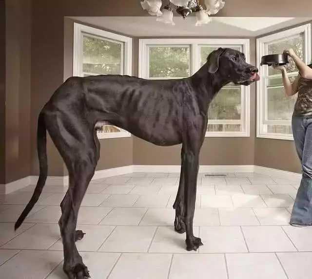 世界犬种大全 最大图片