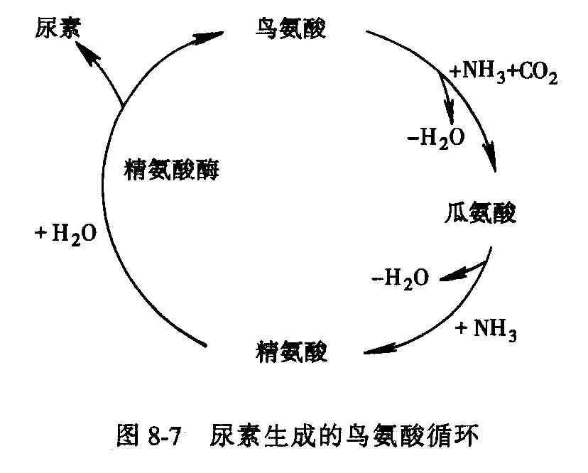 鸟氨酸循环过程图图片