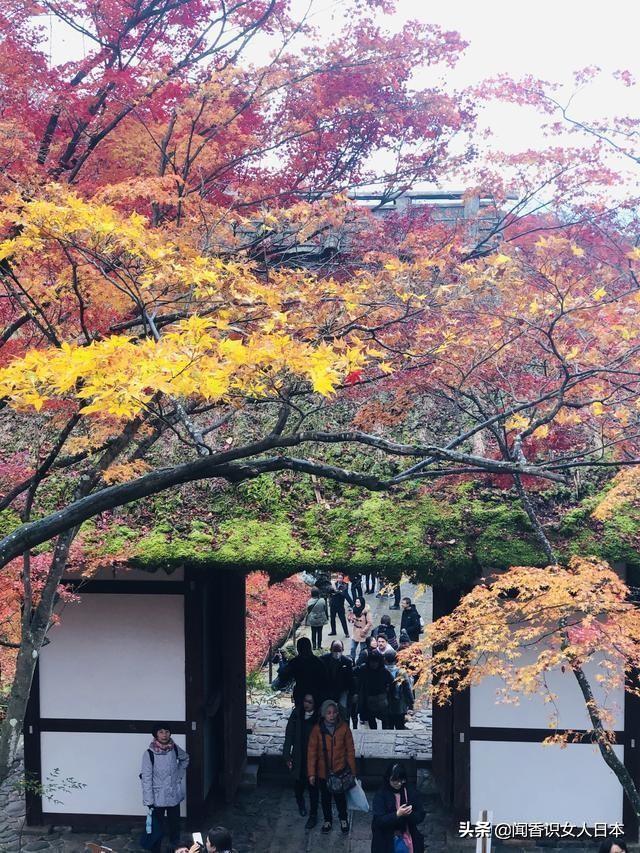 京都长寂光寺赏红叶看多宝塔如果能登上坡就能看多姿多彩的红叶