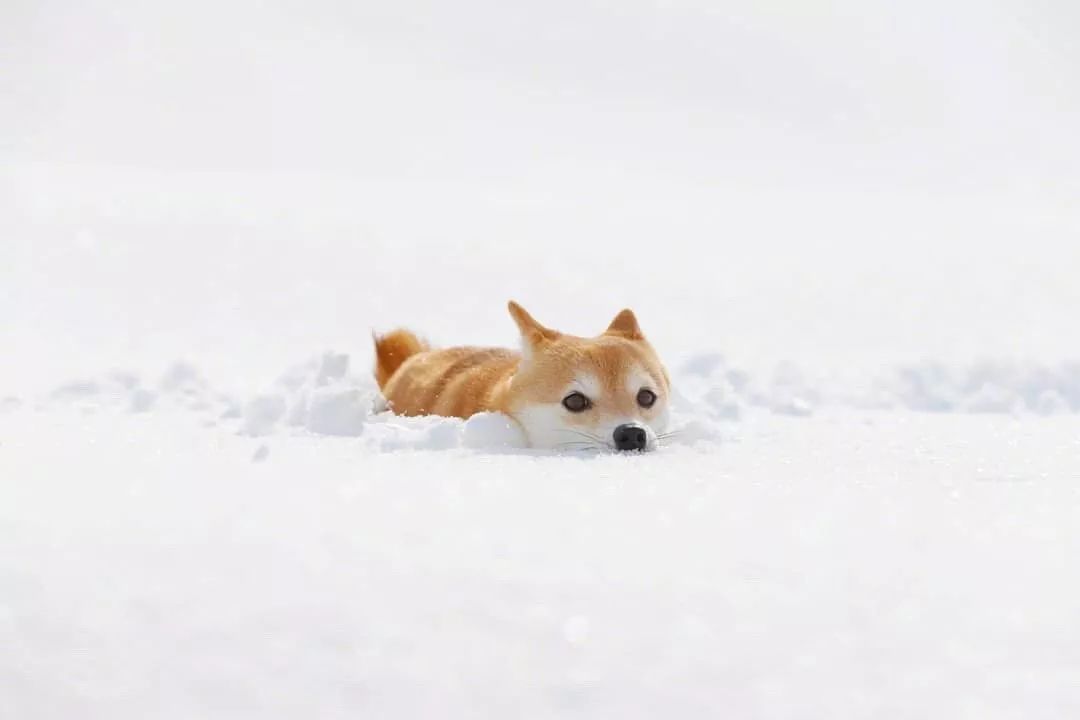 雪地撒欢的柴好开心