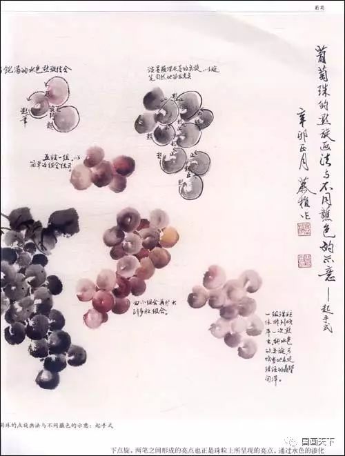 国画葡萄的各种画法教程,水墨葡萄的画法步骤,工笔勾线葡萄的画法