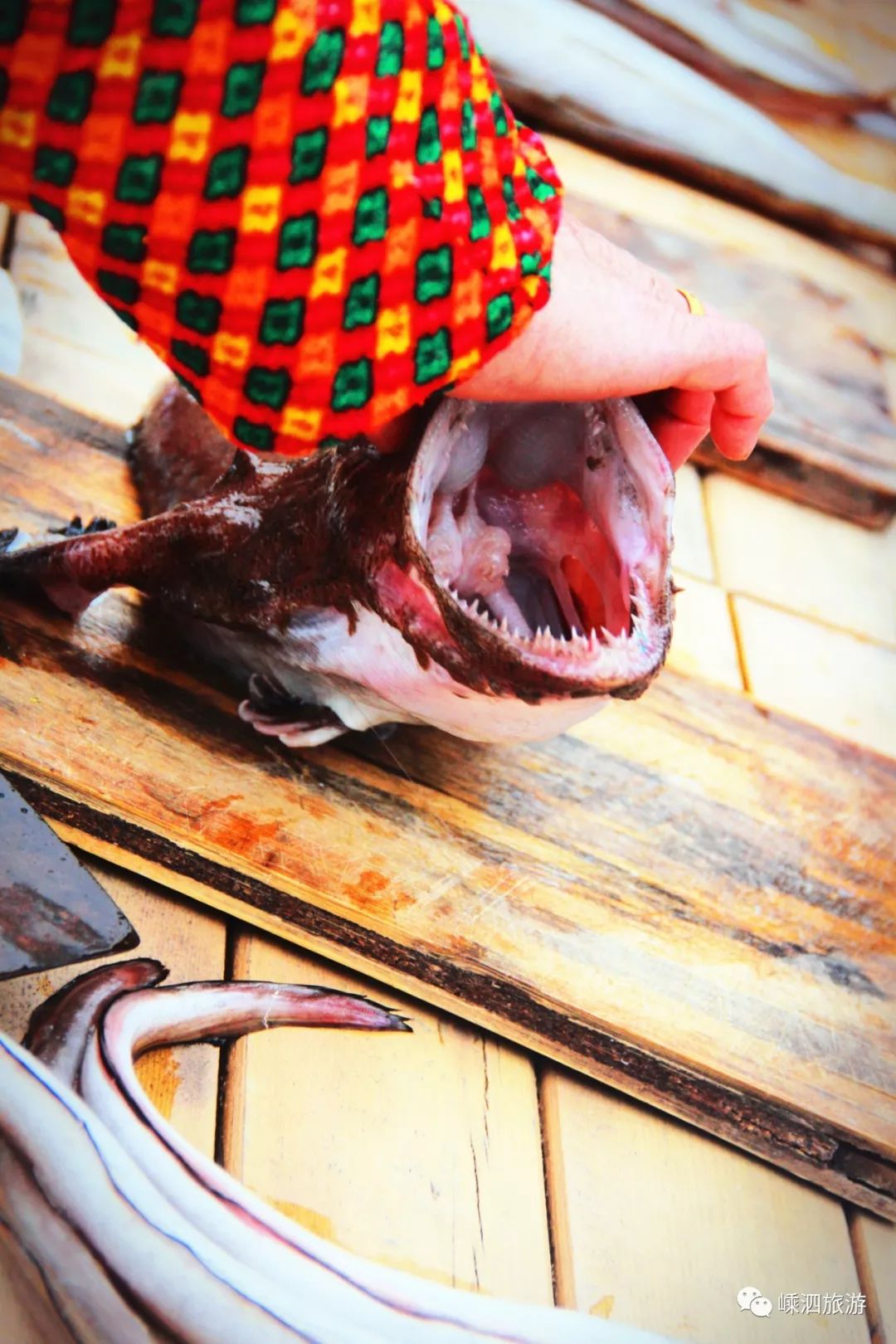 长牙齿就算了还长这么丑这个鱼是海霸王吗