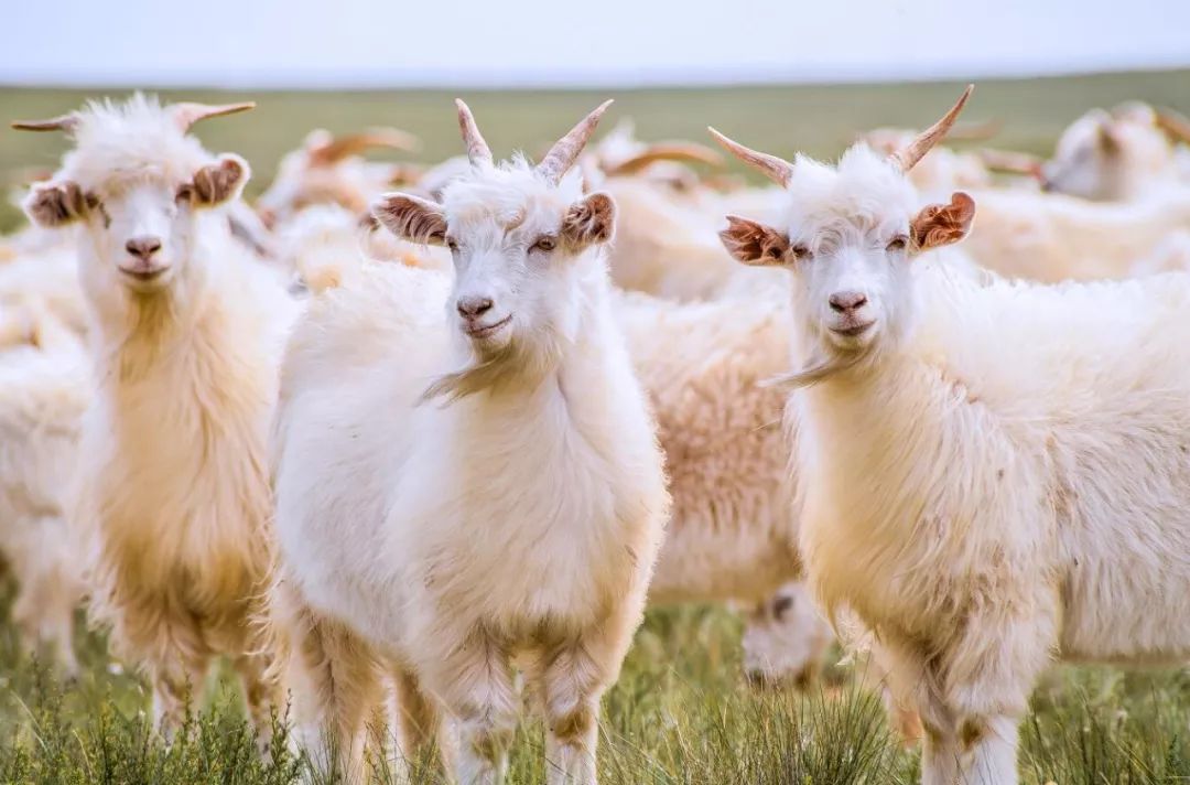 阿尔巴斯绒山羊上榜中国农业品牌目录
