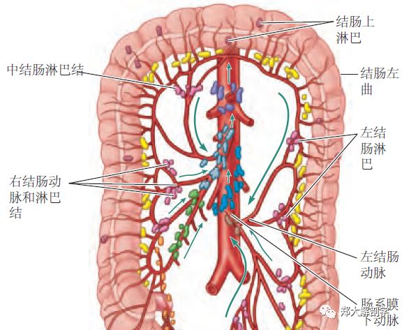 消化系统大肠Ⅱ