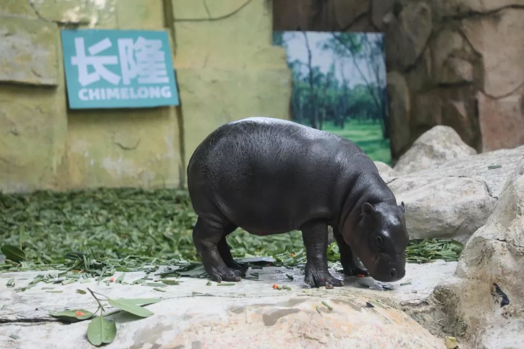 广州长隆倭河马宝宝与河马宝宝国内首次同展