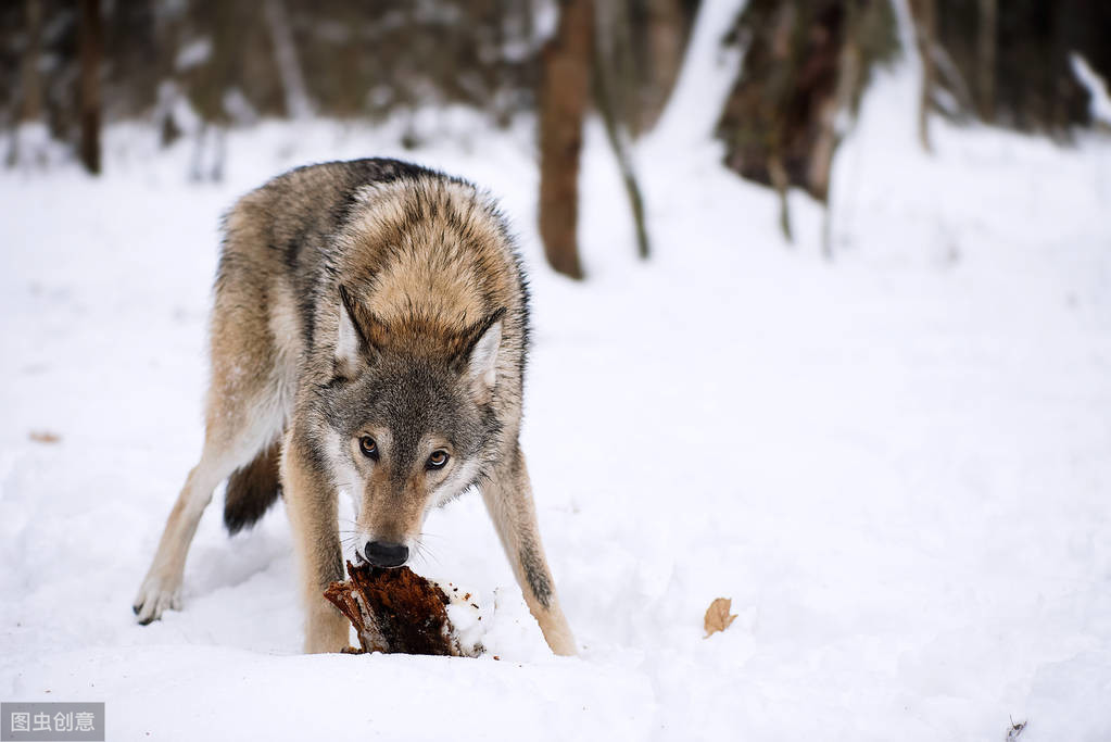 原创职场中的4类员工:老黄牛,叼肉狼,镇山虎,飞天鹰,你是哪一种