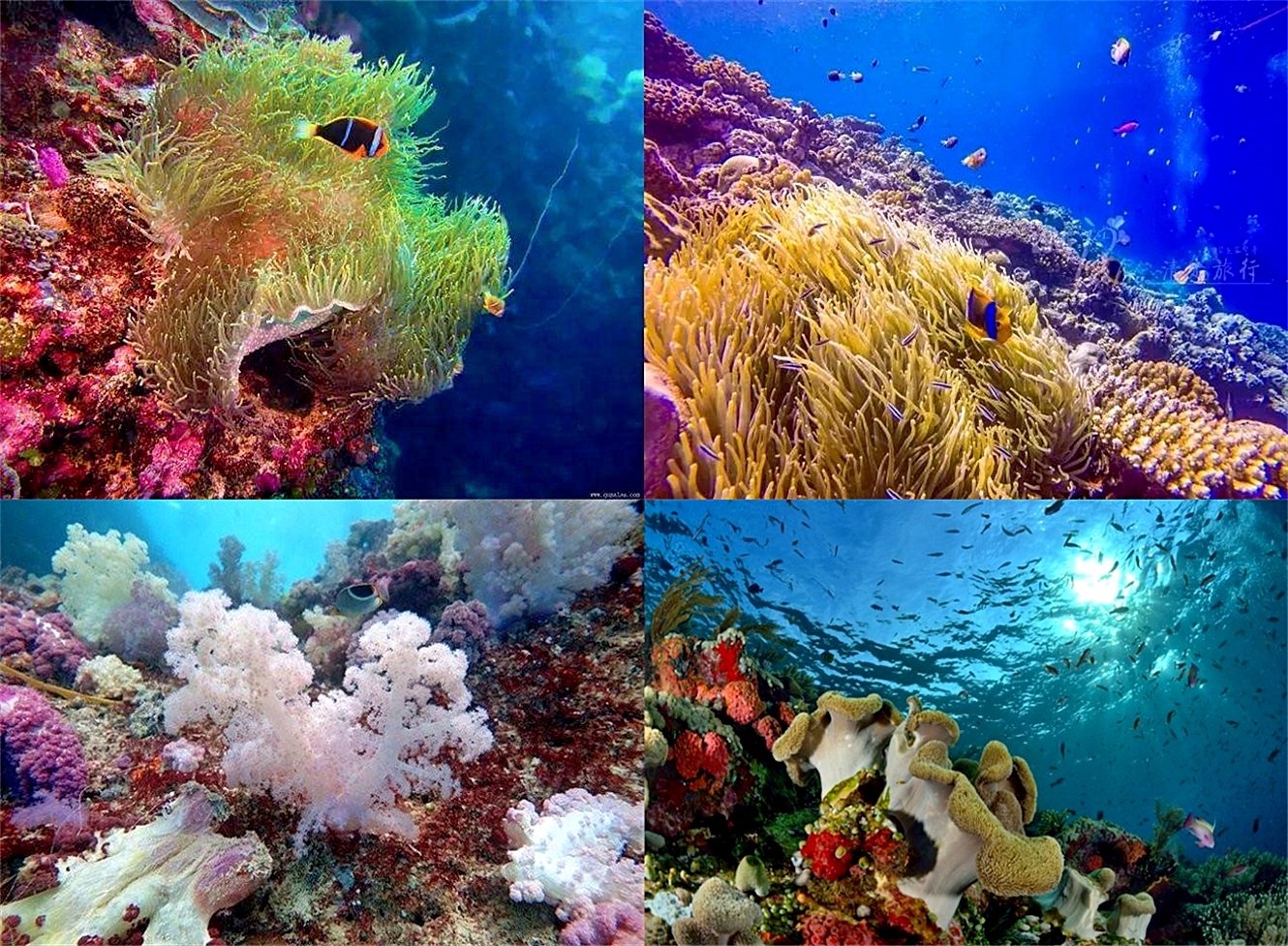 皇后秦岚旅游潜水,女神全智贤重金取景丨堪称上帝水族箱的帕劳到底有