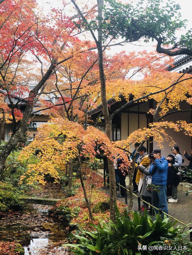 京都长寂光寺赏红叶看多宝塔如果能登上坡就能看多姿多彩的红叶