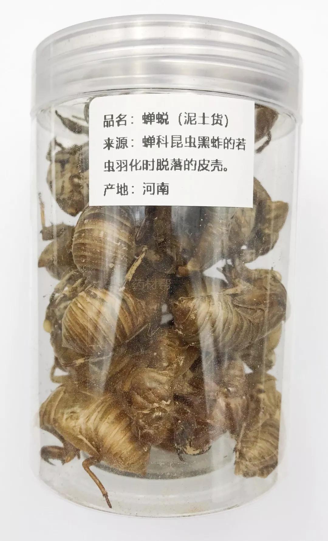 7种蝉蜕包括真伪优劣实拍图欣赏