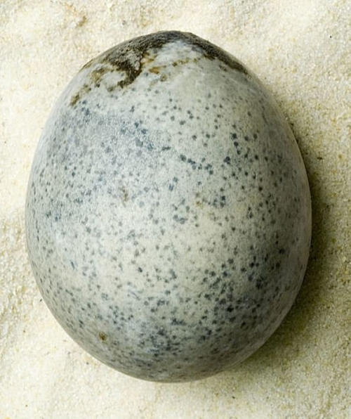 最古老的蛋考古学家发现1700年前的鸟蛋