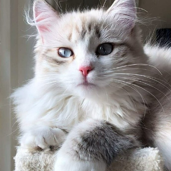 小奶猫的一波眼神攻,你被萌酥了嘛?