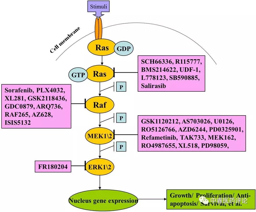 中睿创新药评论第2期erk抑制剂接踵而至th2通路药物络绎不绝pdl1适应