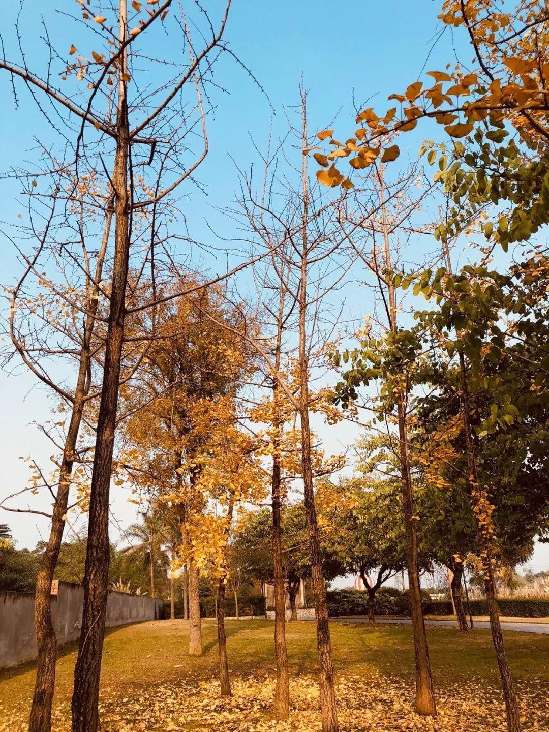 游寿安—阳光下的银杏树