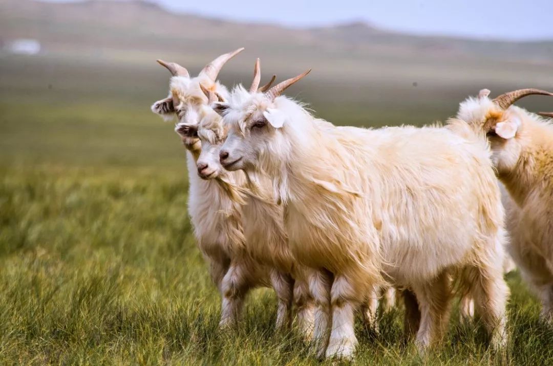 阿尔巴斯绒山羊上榜中国农业品牌目录