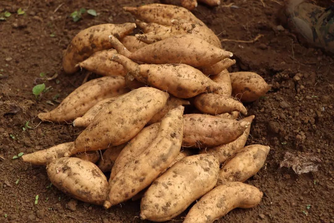 扶贫热线紫云红心红薯上市了快来订购吧