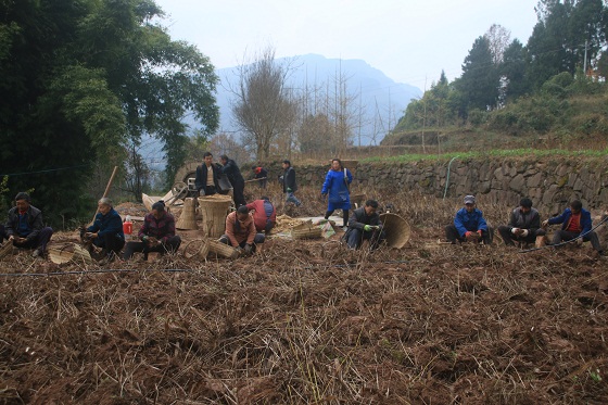 南江县兴马镇李守邦发展白芨种植辟出致富新路