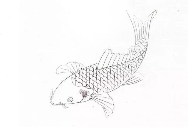 国画教程工笔黑鲤鱼的绘画过程