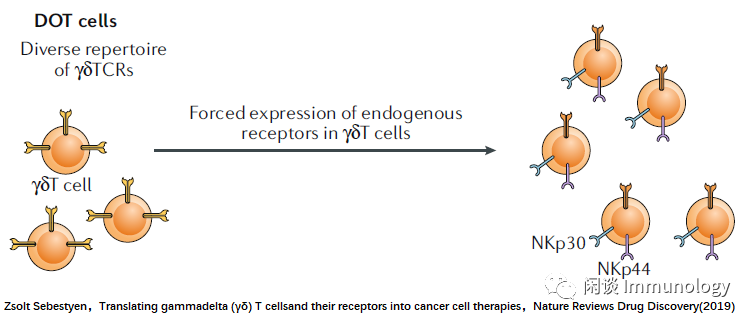 γδt細胞基礎生物學,細胞治療開發困境及進展