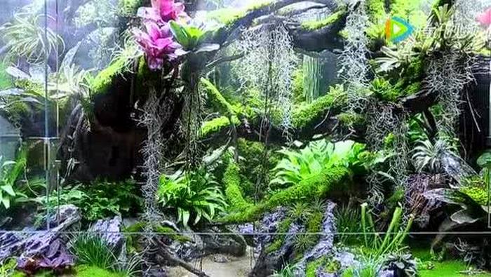 植物墙的变形,热带雨林缸(02)