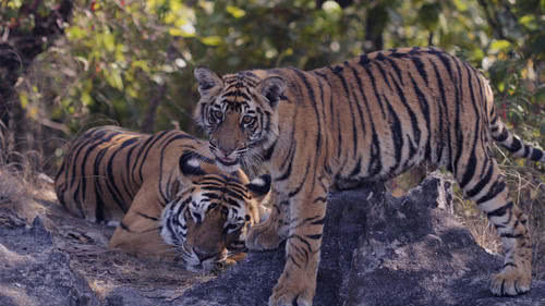 从马戏团里出来的孟加拉虎能够打赢野生的非洲狮吗