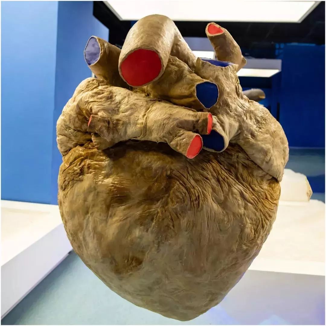 你知道吗,金石滩有鲸鱼._心脏