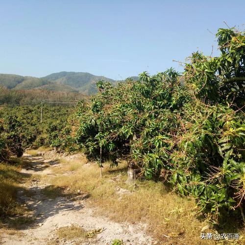 芒果树冬季旺长有哪些危害?要如何预防?