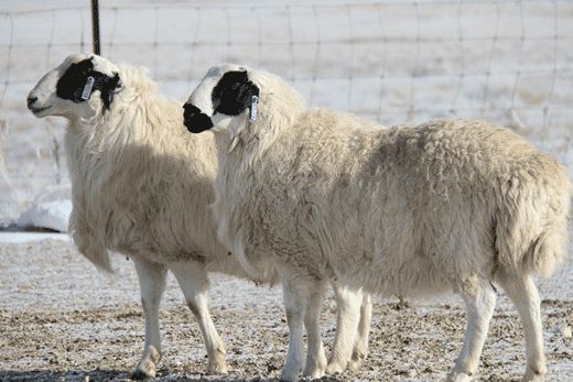 羯王府羊蝎子火锅108元抢原价3981元的超值火锅34人餐网红双拼锅底