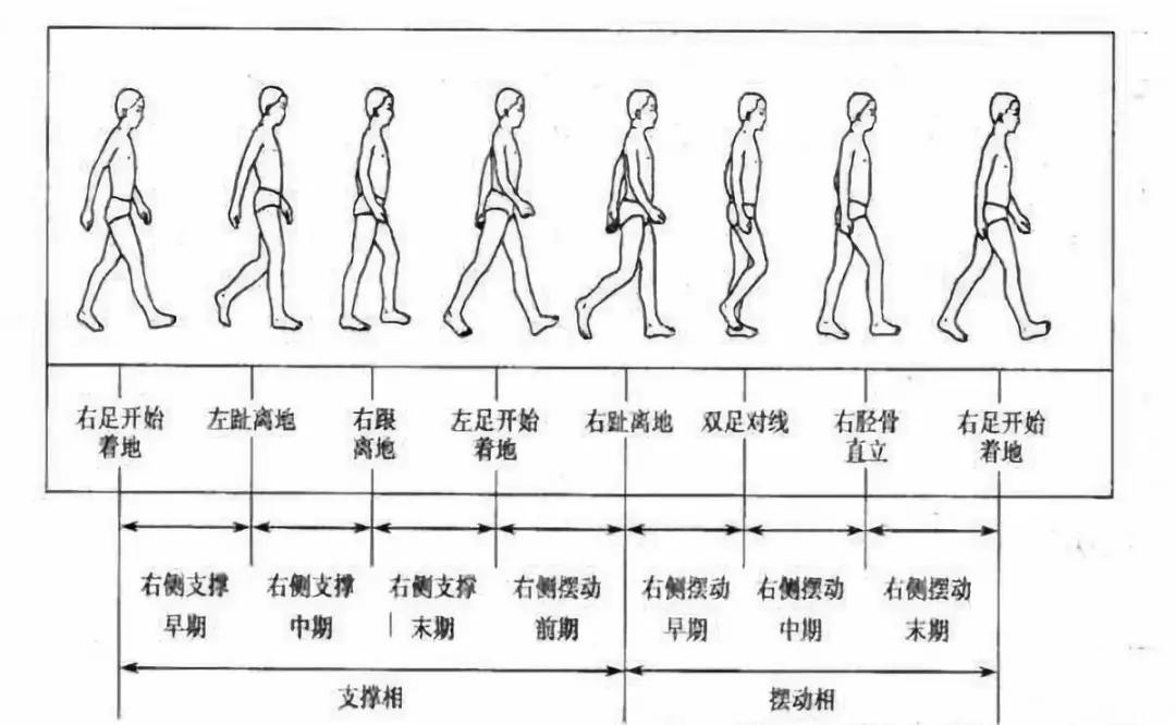 步行周期图片图片